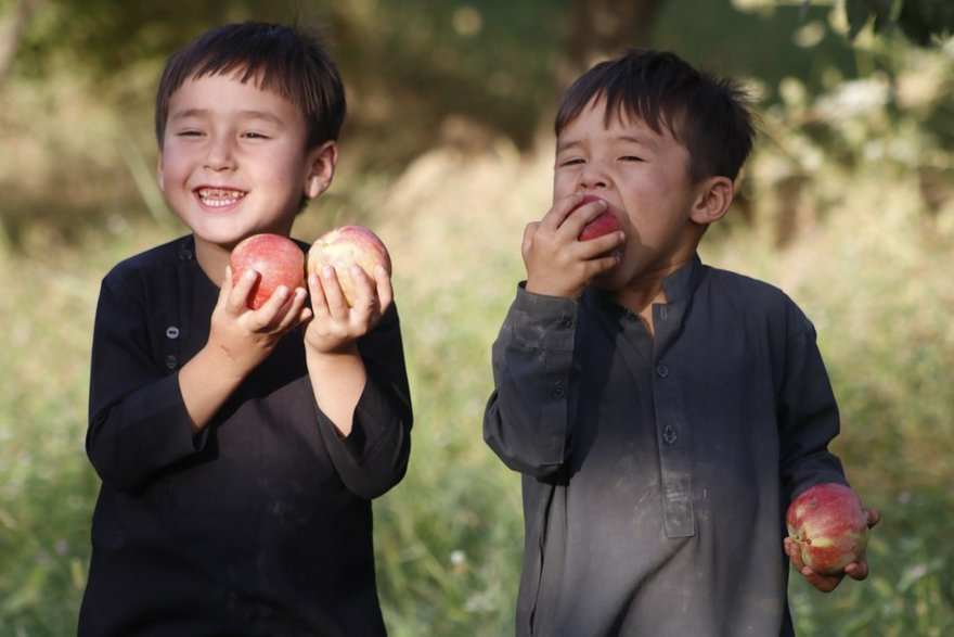 Asia Album: Apple Harvest Season in Afghanistan_fororder_1