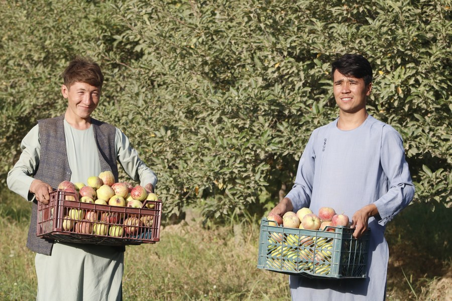 Asia Album: Apple Harvest Season in Afghanistan_fororder_2