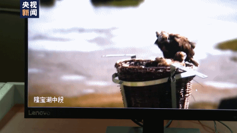 雪豹、棕熊、黑颈鹤……青海三江源国家公园公布大批珍稀动物影像