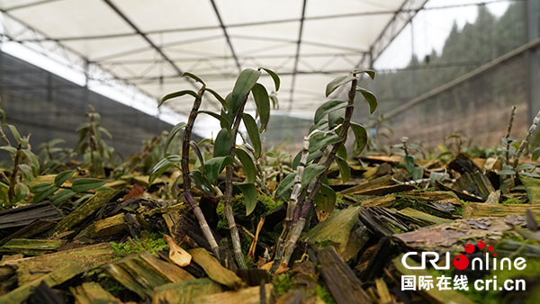 图片默认标题_fororder_3