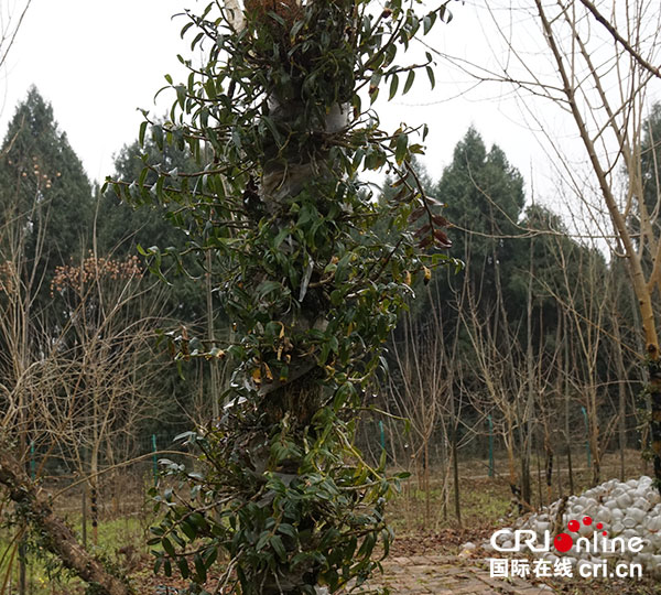 图片默认标题_fororder_4