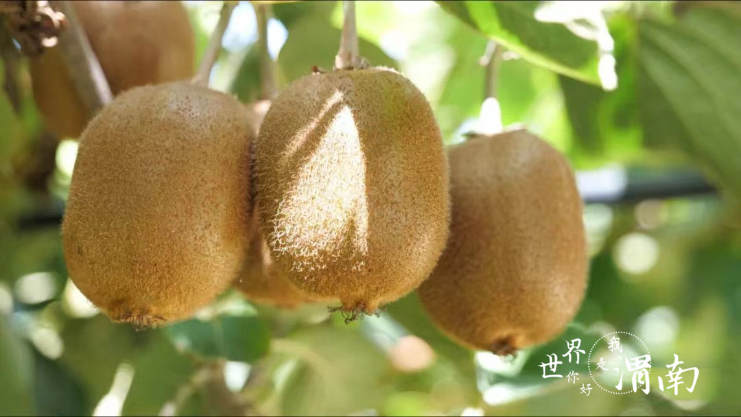 渭南华州:硕果满园 猕猴桃喜迎丰收_fororder_4742458ae5f76d9b0f232dff9a7f67b