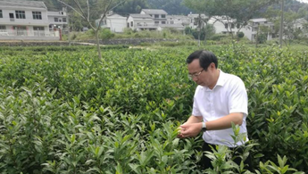 出海观茶|湖南农业大学教授肖力争：国运兴、茶运兴 培养多元人才全面提升中国茶的竞争力
