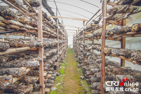 图片默认标题_fororder_花石乡梧桐村香菇产业园（摄影-胡文凯）