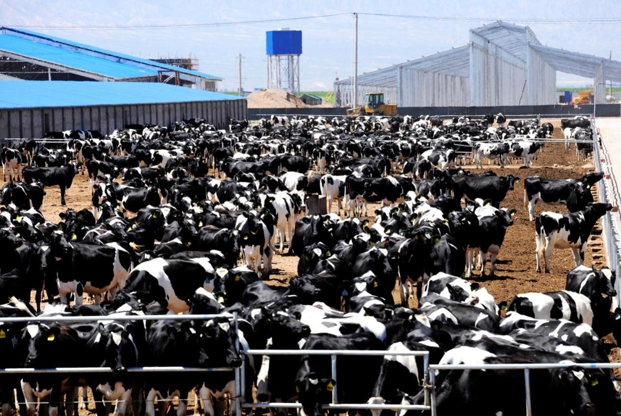 来自祁连山雪域牧场高品质天然好奶——阿勒雪牧纯牛奶 来自祁连山雪域牧场高品质天然好奶——阿勒雪牧纯牛奶