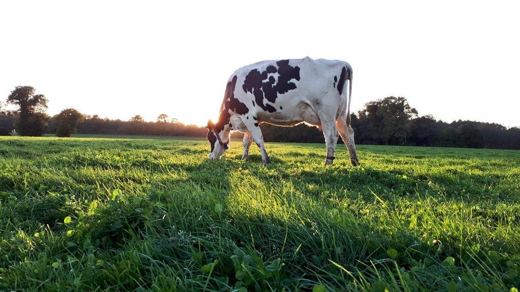 来自祁连山雪域牧场高品质天然好奶——阿勒雪牧纯牛奶 来自祁连山雪域牧场高品质天然好奶——阿勒雪牧纯牛奶