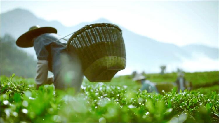 绿水青山是我家⑧ | 最美茶园里的“科特派”-ManBetX注册登录·(中国)