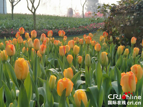 图片默认标题_fororder_郁金香花开迎客2