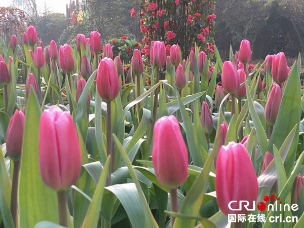 图片默认标题_fororder_郁金香花开迎客