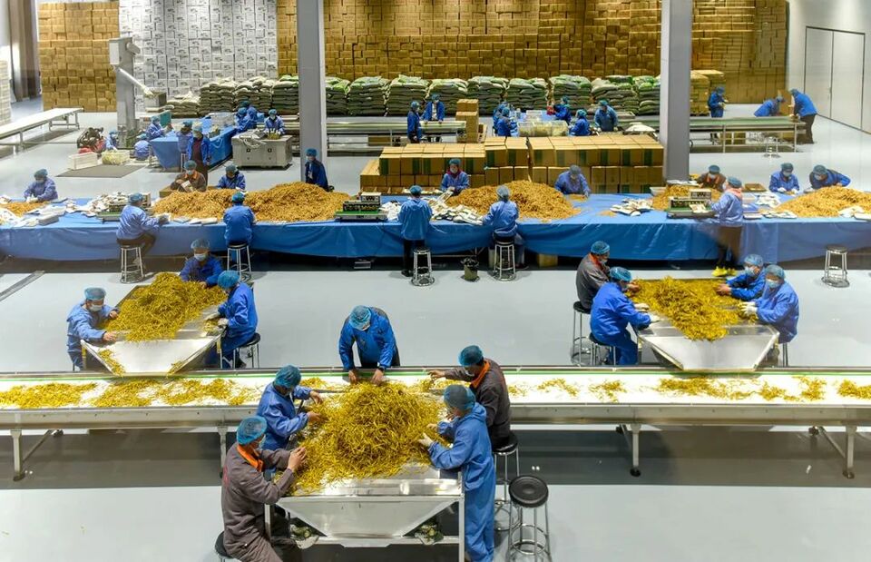 跟着总书记看中国‖小黄花 大产业插图6 跟着总书记看中国‖小黄花 大产业-ManBetX注册登录·(中国)