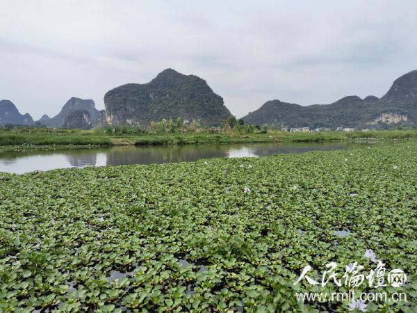 【美丽中国 网络媒体生态行】广西会仙湿地公园：生态优先 绿色发展