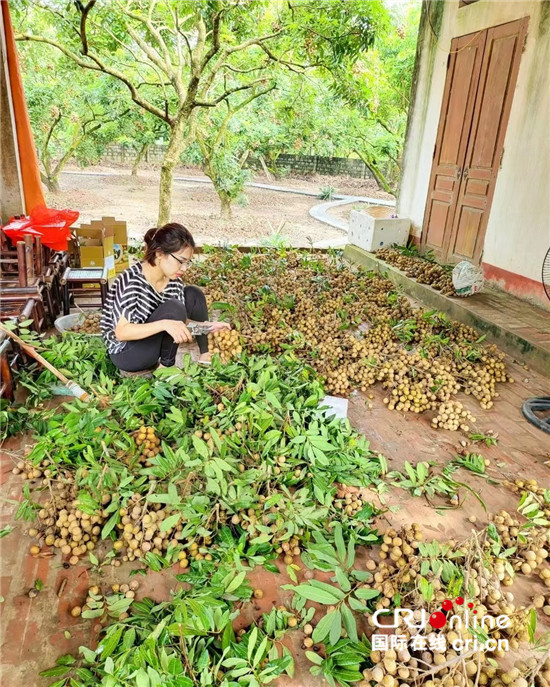 （果篮的(de)十年变化）越南龙眼季节收获忙 中国市场助当地果农走上致富大道