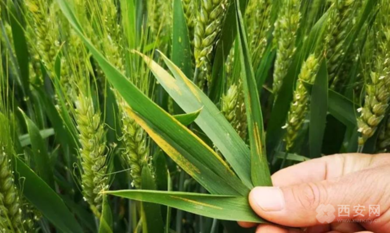 转载:聚焦农高会|这项成果为小麦治“癌_fororder_图片3