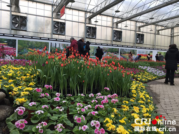 图片默认标题_fororder_游客观赏郁金香（摄影-郭吉）