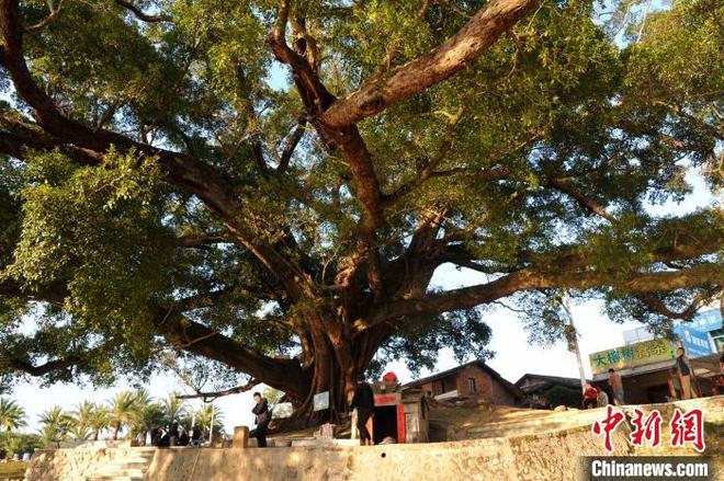 Pokok Banyan Berusia Lebih Seribu Tahun_fororder_109845830_zsite