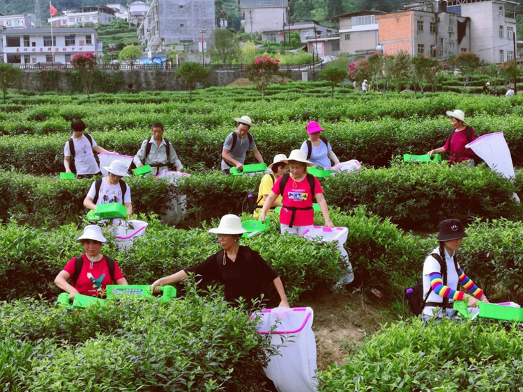 安康紫阳县：富硒茶藏着致富经