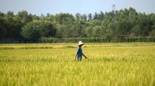 北京丰台百亩稻田即将丰收