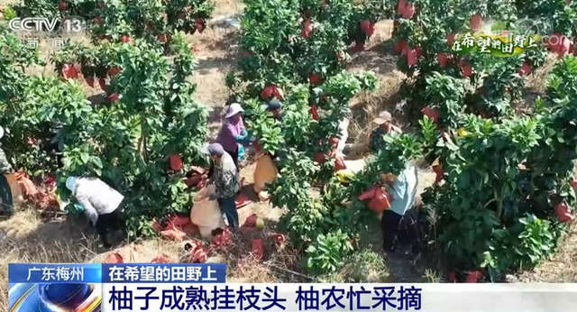 在希望的田野上广东梅州柚子成熟挂枝头柚农忙采摘