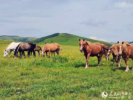 在内蒙古最美的季节，请到草原来！