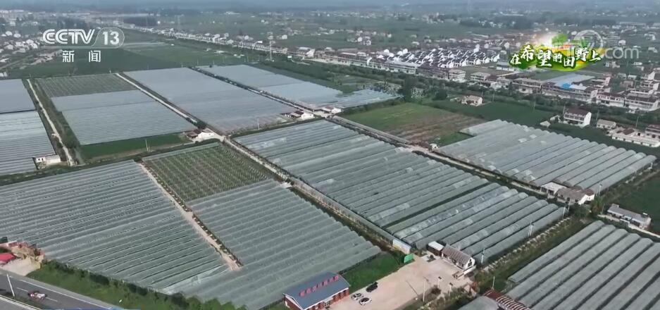 在希望的田野上 | 清新果香扑鼻来 千亩葡萄成农户增收“金果果”-ManBetX注册登录·(中国)