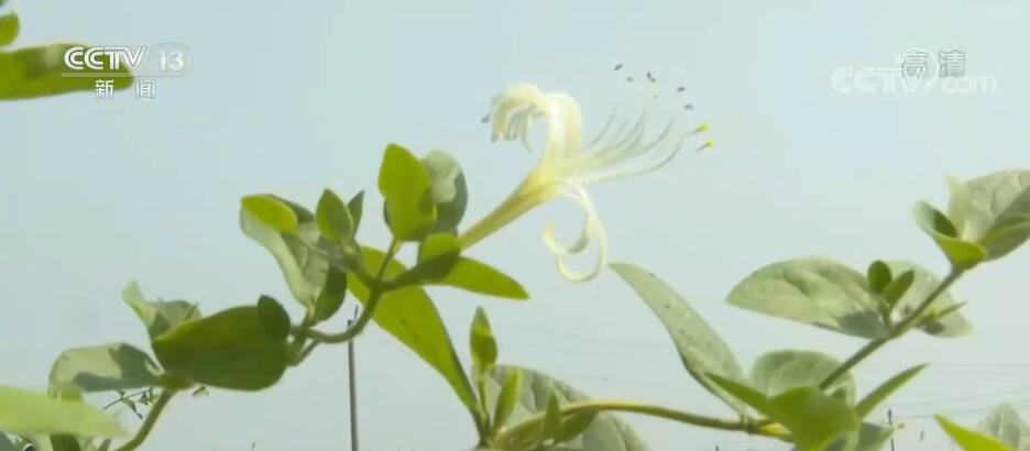 在希望的田野上 | 金银花开“金银”来 农户增收笑开颜插图 在希望的田野上 | 金银花开“金银”来 农户增收笑开颜-ManBetX注册登录·(中国)
