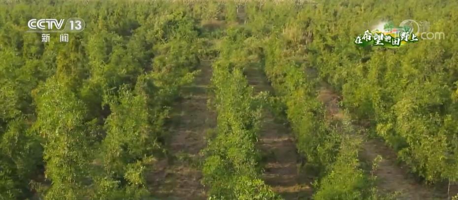 在希望的田野上 | 秋风送爽时 酸枣喜丰收插图 在希望的田野上 | 秋风送爽时 酸枣喜丰收-ManBetX注册登录·(中国)