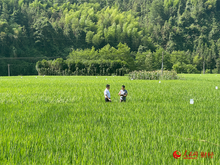 “我和我的新时代”乡村振兴调研行农业篇 厚植农业产业发展沃土 把“好丰景”印在农民的笑脸上
