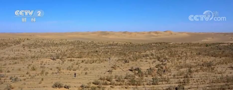 在希望的田野上 | 新疆且末9万余亩“沙漠人参”喜获丰收