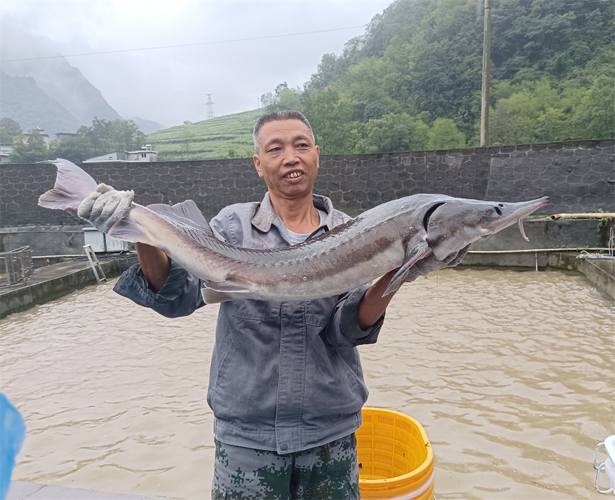 安康岚皋:岚皋有鱼 年年有余_fororder_1