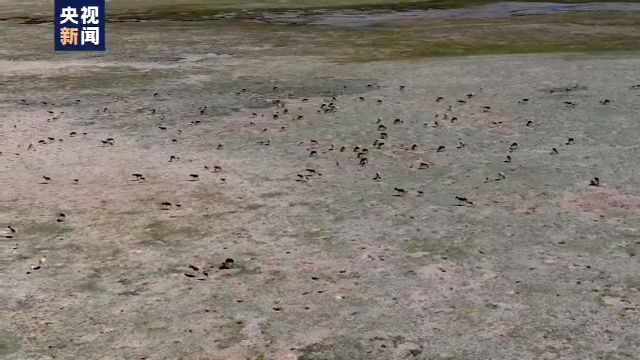 科学調査隊、チベットカモシカの巨大な群を初撮影_fororder_２２