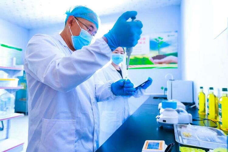 河北滦州:花生种出“新天地”