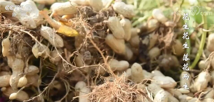 丰收节里话丰收 | 白露谷 寒露豆 玉米收在秋分后