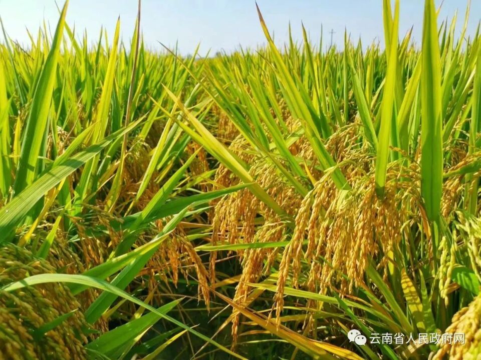 特别策划丨秋“丰”起，云岭稻穗香！