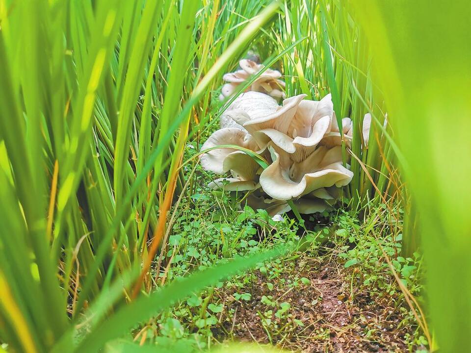 玉溪通海:稻田里长出食用菌_fororder_8e