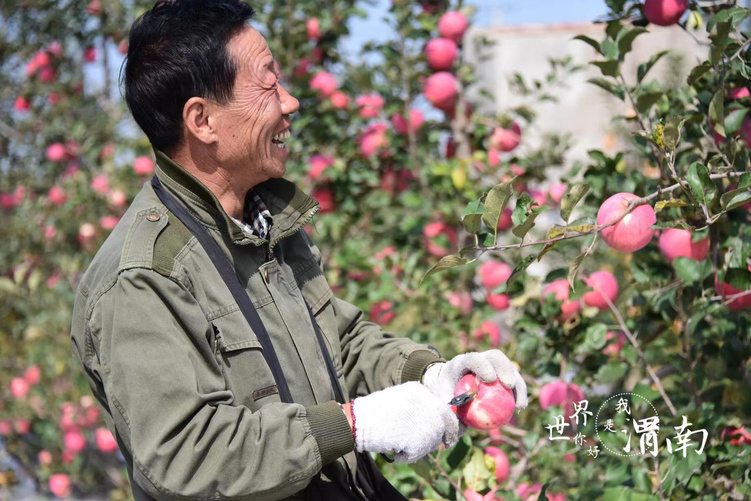陕西白水：电商铺路 科技赋能 苹果迎来丰收季