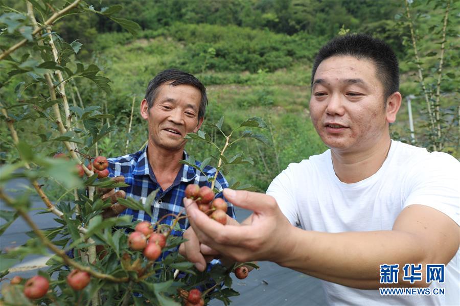 安康:特色产业铺就致富路
