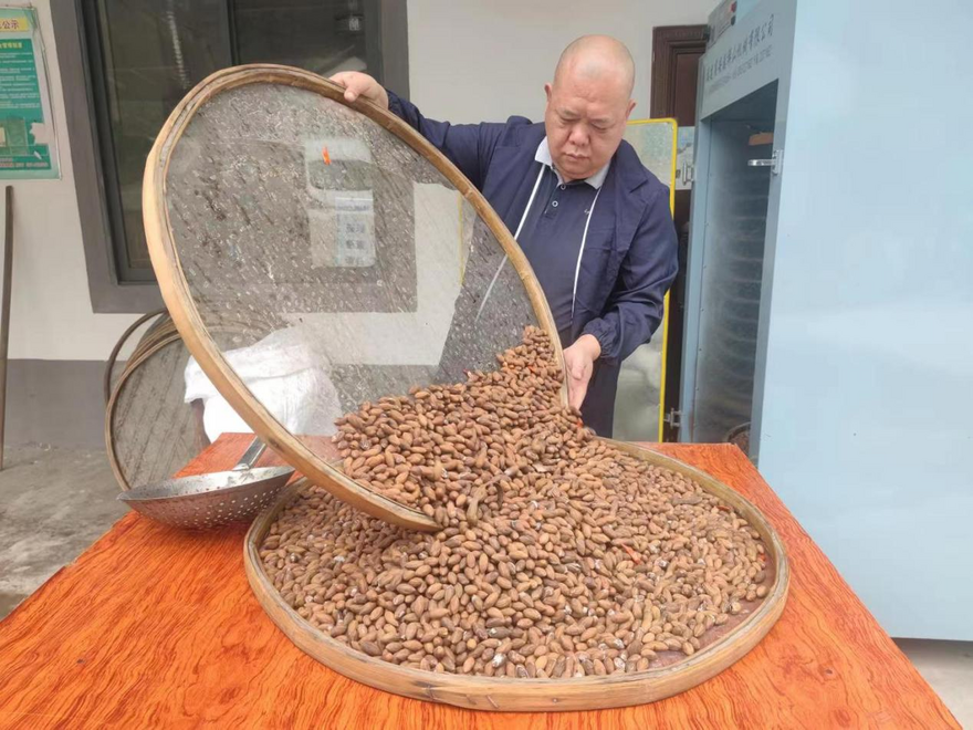Xinhe Township's First Harvest of Roasted Chinese Torreya Nuts to Hit the Shelves_fororder_图片1
