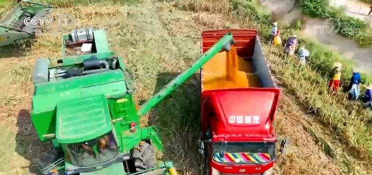 在希望的田野上 | 安徽15万台套联合收割机抢收秋粮 确保实现颗粒归仓
