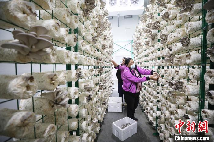 新疆托克逊县：工厂化蘑菇种植丰富老百姓餐桌（图）