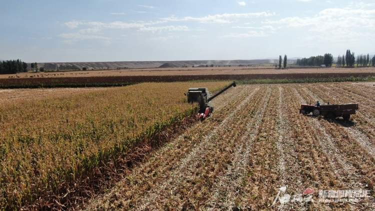 新疆秋粮丰收形势显现 全区已完成玉米收获540余万亩