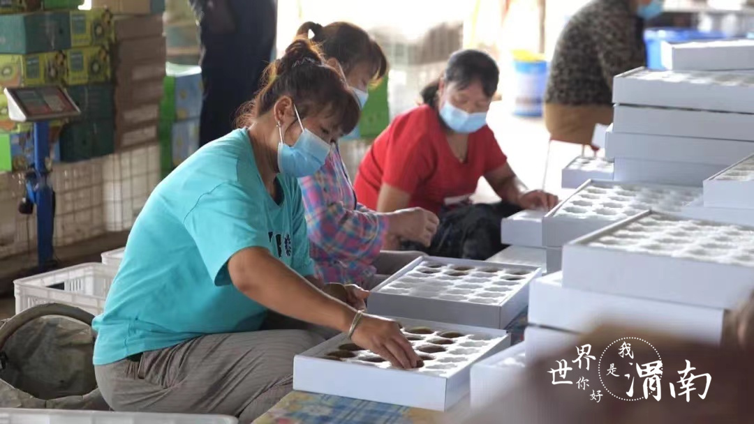 渭南华州:硕果满园 猕猴桃喜迎丰收_fororder_6f4a1197ce5bed9b100ed99499358ee