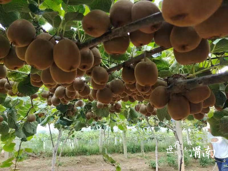 渭南华州:硕果满园 猕猴桃喜迎丰收_fororder_4db8082fe018b3eee5d95930455e5e3