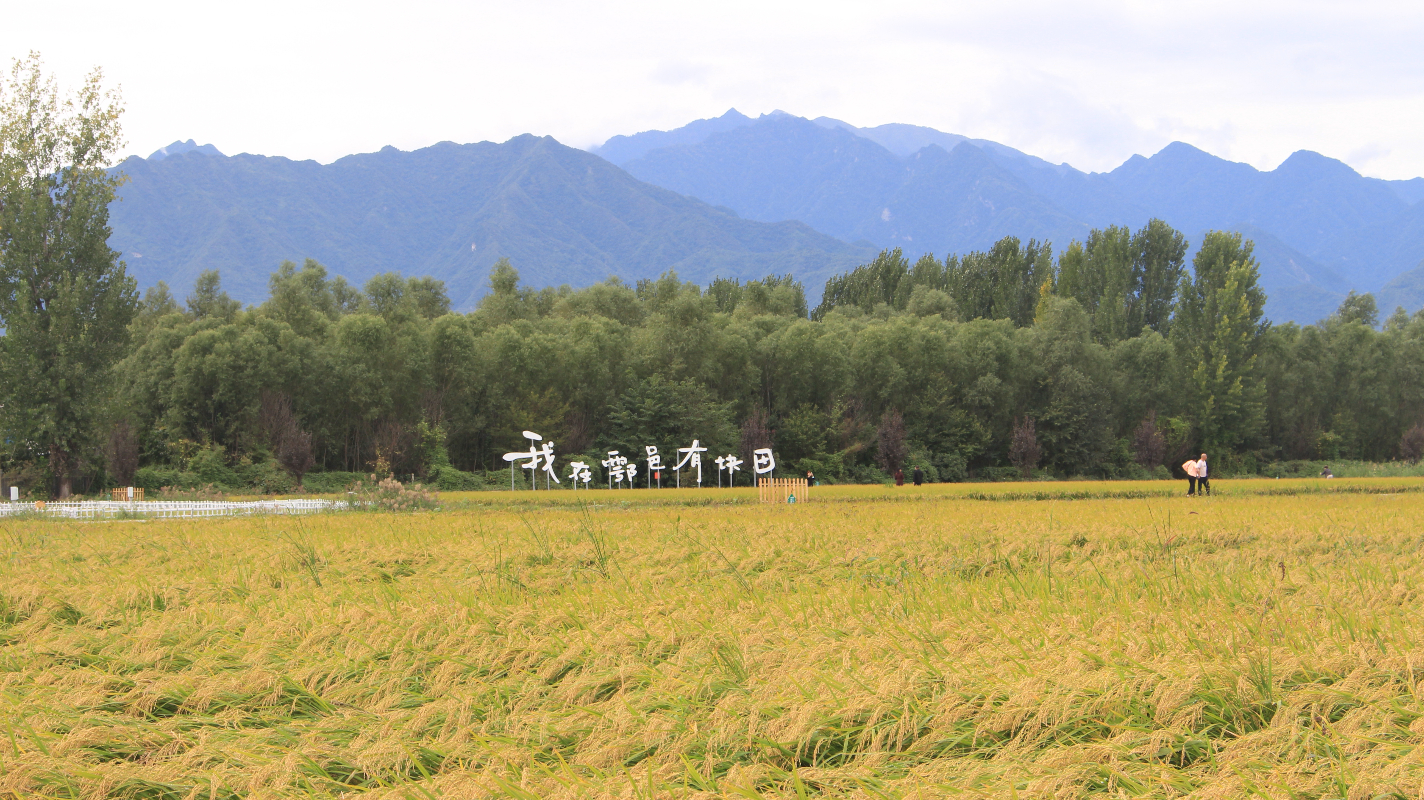 西安市高新区、鄠邑区:年年有“渔”,让群众生活年年有余_fororder_IMG_3809