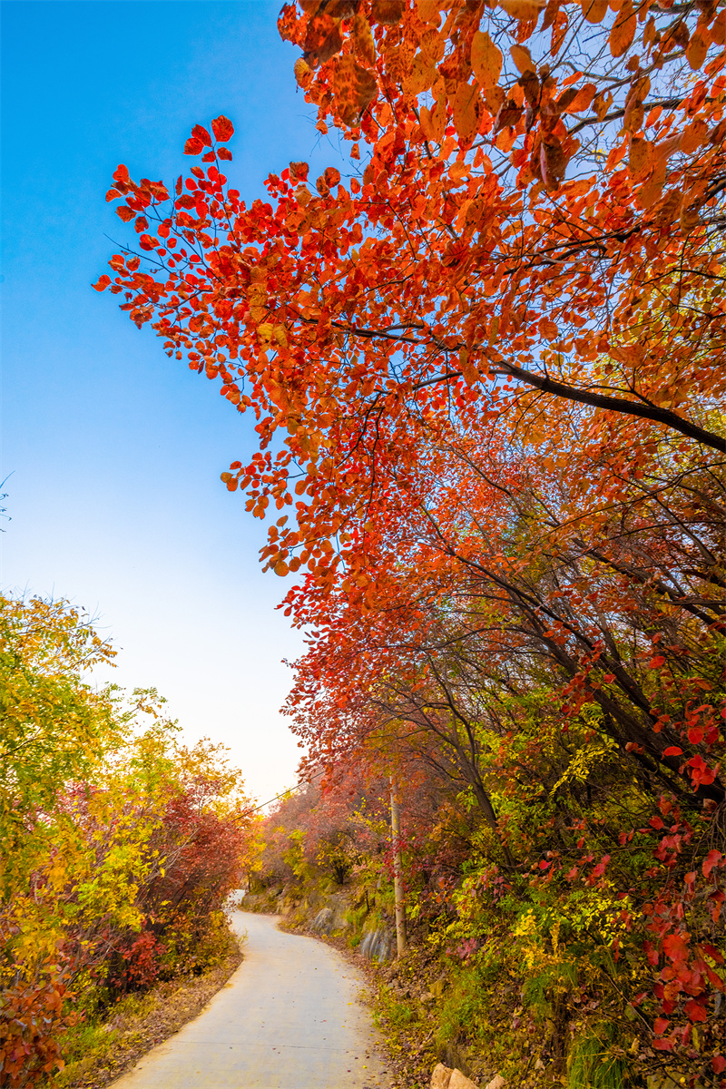 山东好景|济南深山里的“红叶秘境”