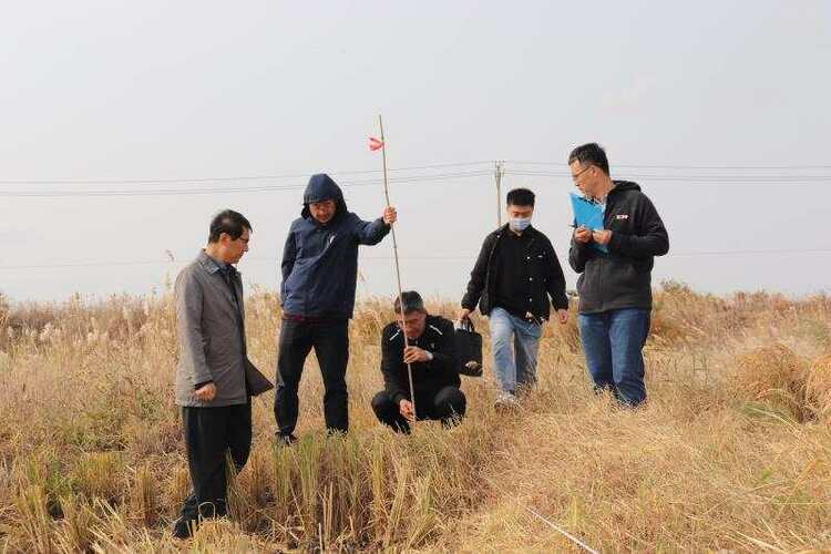 耐盐优质水稻盐黄香粳在东营完成实收测产:亩产505.1公斤