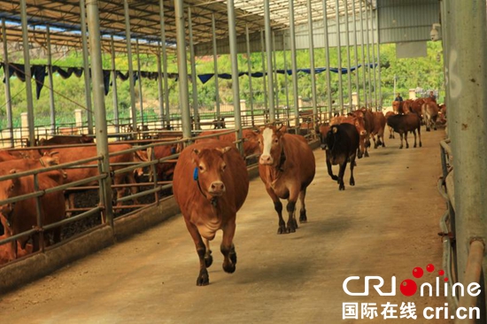 “关岭牛”产业真“牛气” 贵州省肉牛产业发展大会在关岭举行