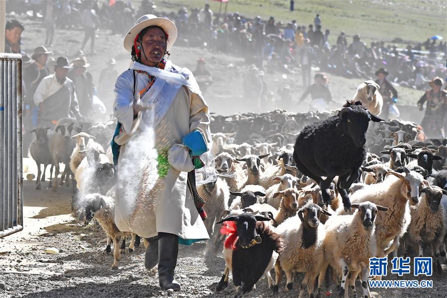 新华网@西藏“数羊头”传统活动