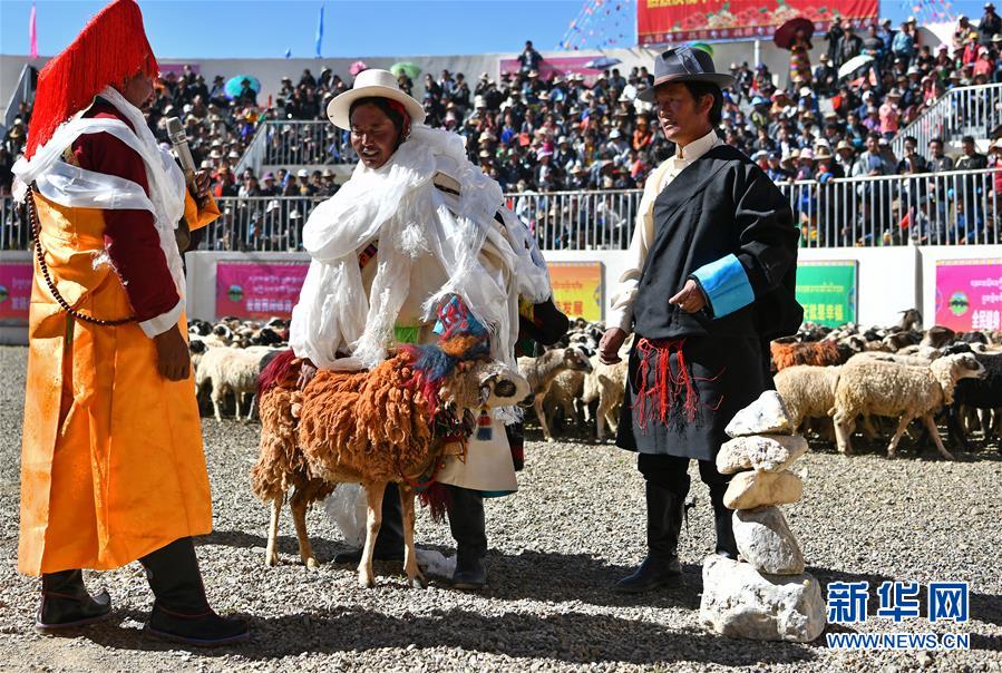 新华网@西藏“数羊头”传统活动