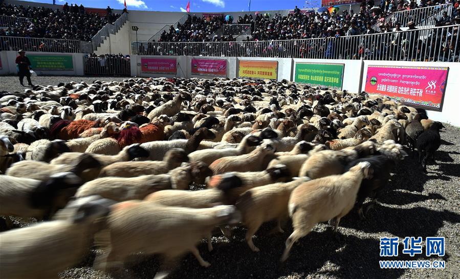 新华网@西藏“数羊头”传统活动