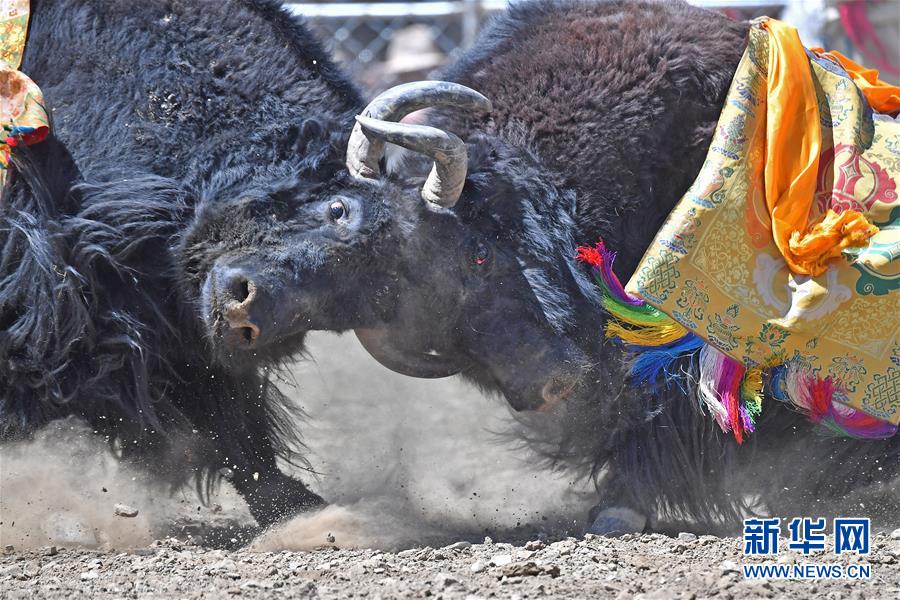 新华网■藏乡斗牛节：牦牛间的决斗